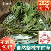 寻百草四川车前草中药材500g野生整株全车前草泡茶新鲜干货车前草