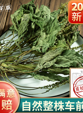 寻百草四川车前草中药材500g野生整株全车前草泡茶新鲜干货车前草