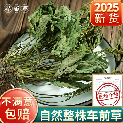 2025年野生车前草新货整株带穗