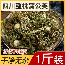 蒲公英野生蒲公英茶正品 特级通乳腺女性新鲜浦公英根干货中草药材