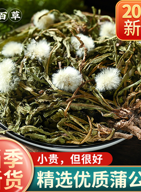 寻百草蒲公英野生整根蒲公英中药材正品优选蒲公英根新鲜浦公英干