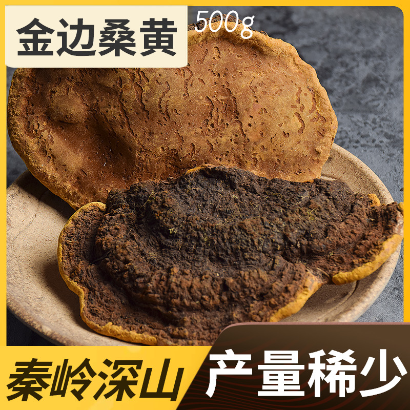 百草大叔 野生桑黄菌桑黄正品桑树桑黄 秦岭野生桑黄中药材新货
