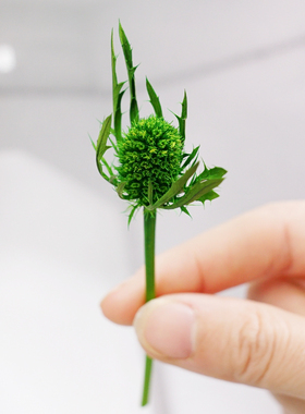 刺芹01533 日本大地农园/保鮮花/永生花/花盒配花配材/配花