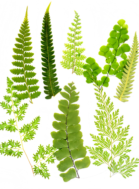 乌蕨DIY铁线蕨类真植物标本树叶