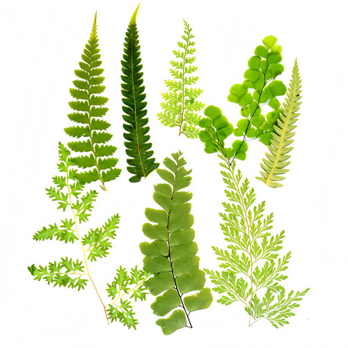 乌蕨DIY铁线蕨类真植物标本树叶