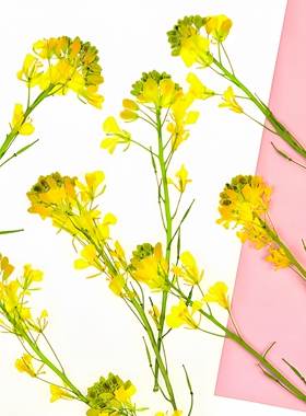 油菜花干花押花真植物标本压花贴