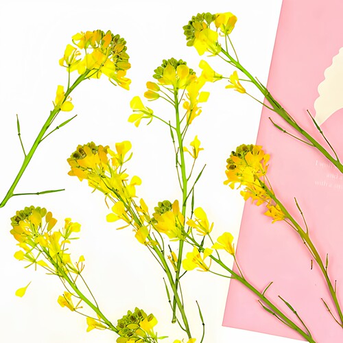 油菜花干花押花真植物标本压花贴