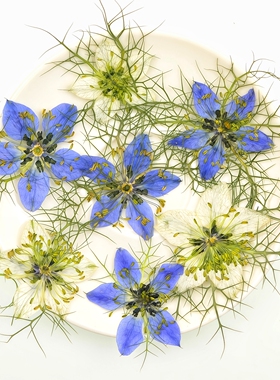 黑种草干花压花真植物标本押花