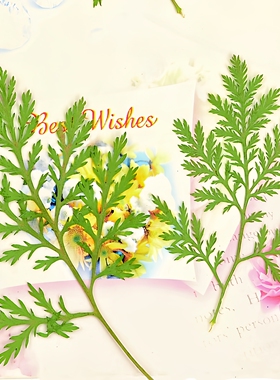 青蒿叶压花干花真树叶植物标本