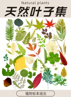 天然树叶手工贴画制作装饰材料