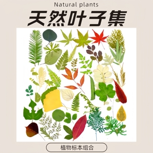 树叶植物标本中草药幼儿园手工diy材料包秋天落叶粘贴画干花压花