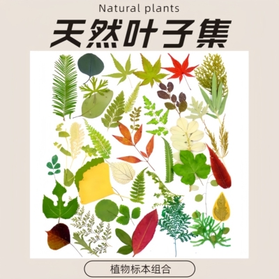 天然树叶手工贴画制作装饰材料