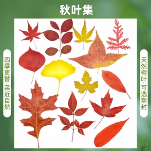 秋色真树叶植物标本干花压花幼儿园手工贴画红落叶书签硬塑封过塑
