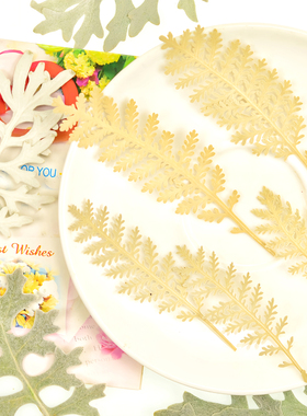 银羽菊天然植物树叶标本压花干花