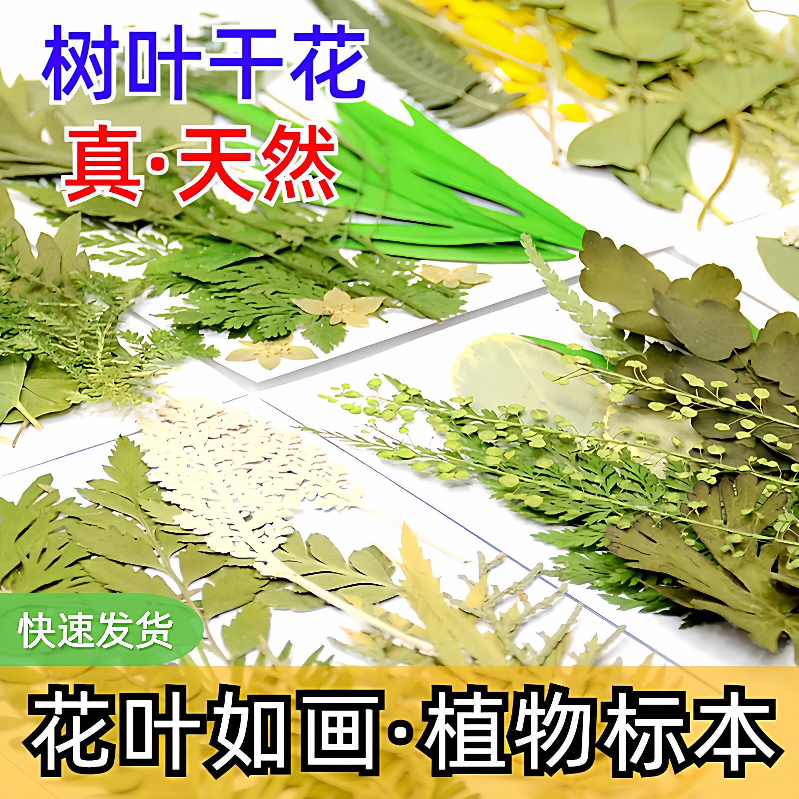 天然树叶植物标本 干花压花diy儿童手工材料包书签叶子粘贴画押花