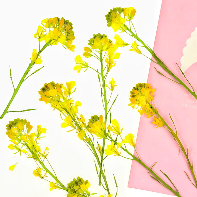 油菜花干花押花真植物标本压花贴