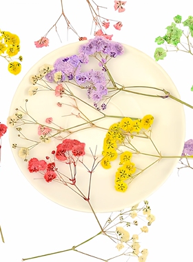 满天星押花干花植物标本滴胶压花