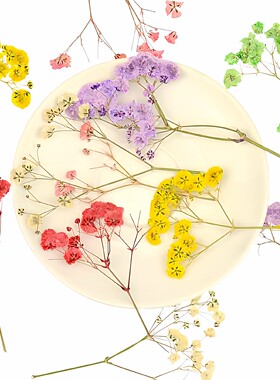 满天星押花干花植物标本滴胶压花