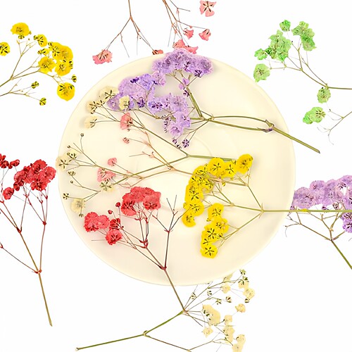 满天星押花干花植物标本滴胶压花