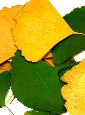 银杏叶 压花干花押花树叶粘贴画植物标本书签秋天黄色叶子落叶diy