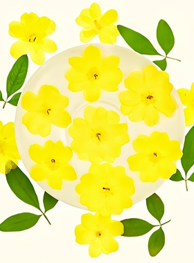 迎春花压花diy手工植物标本树叶