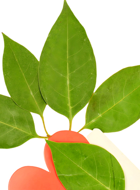 女贞树叶压花真植物标本diy手工
