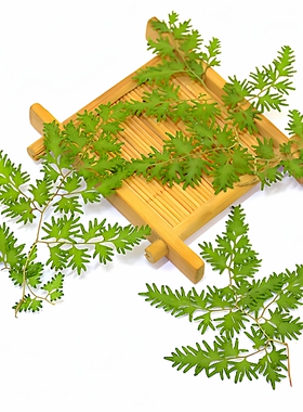 植物手工制品真树枝相框海金沙