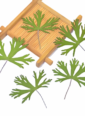 老鹳草五叶压花diy天然植物标本