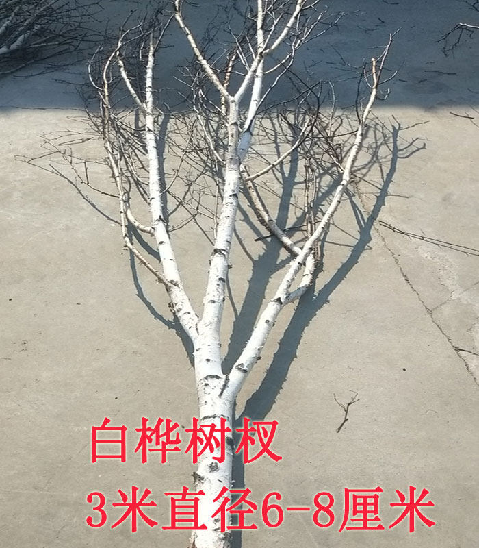 天然白桦树树枝白桦木干树枝树枯树装饰白桦树枝婚庆背景墙装饰
