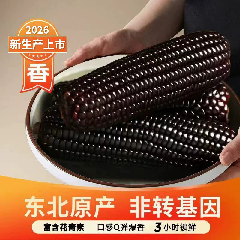 析芮东北黑玉米糯玉米棒新鲜甜糯粘黏玉米真空装代餐苞米早餐