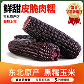 析芮东北玉米糯黑玉米棒新鲜香甜软糯粘黏真空装 包代餐苞米