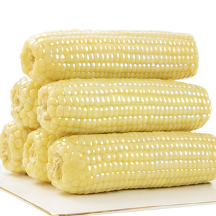 析芮东北有机玉米糯玉米香甜黏粘糯玉米棒新鲜采摘粗粮早餐代餐