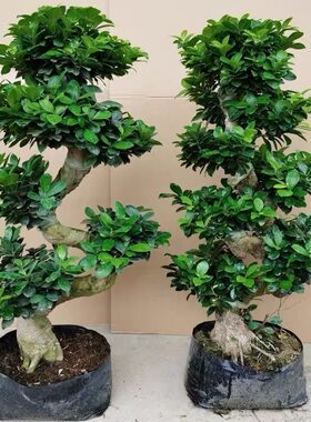 金钱榕树盆栽绿植花卉大8字老桩造型s型盆景植物小叶人参榕树花卉