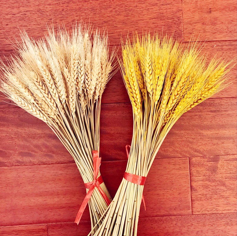 道具麦穗谷子仿真植物金色稻谷禾苗田园风假花塑料花摄影拍照麦子