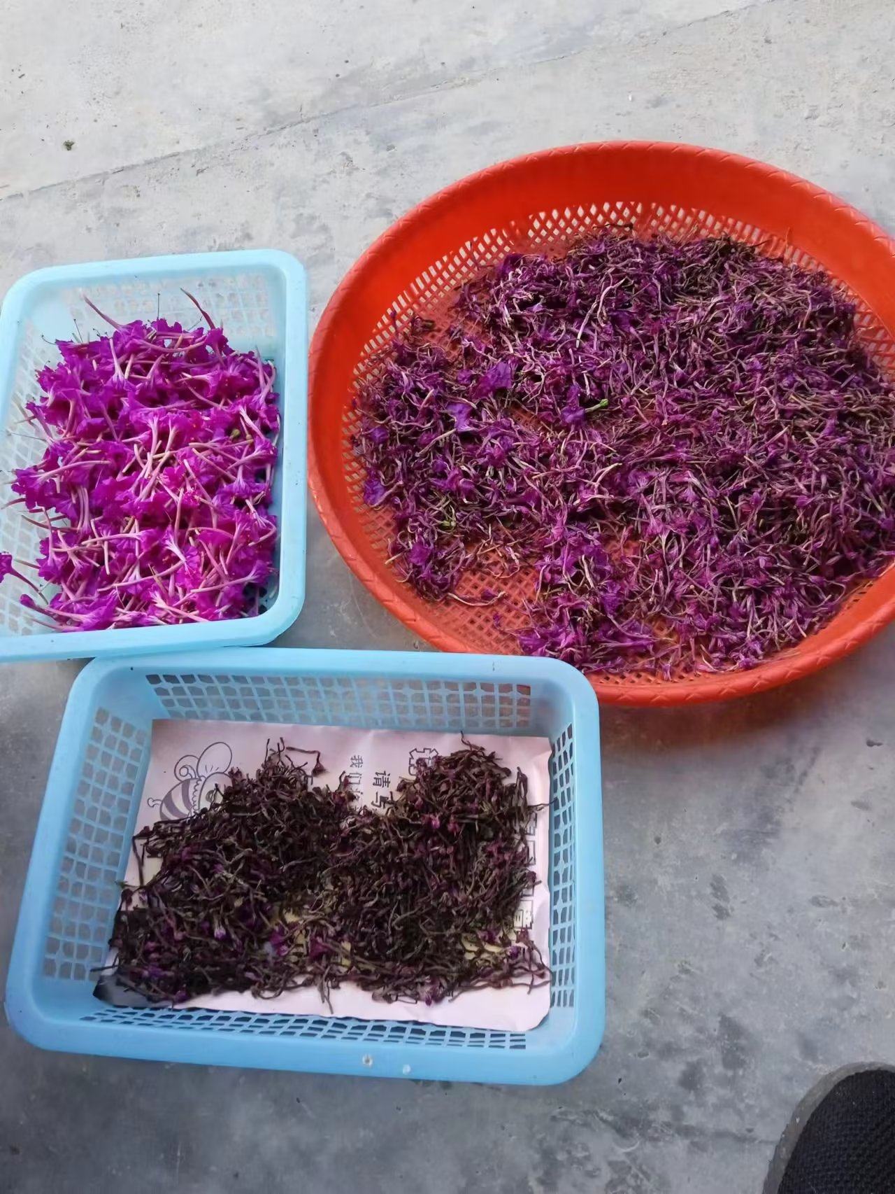 胭脂花干 干紫茉莉花 地老鼠干花30克自然晒干的