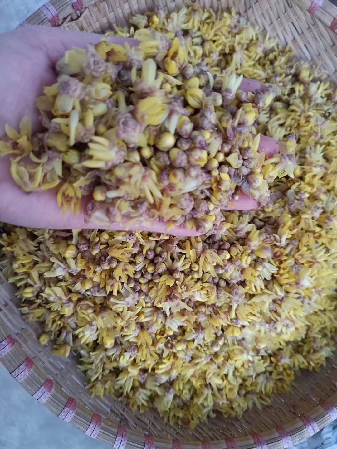 全新中药材梅花山里采的黄色的腊梅花自然晒干的干品50克