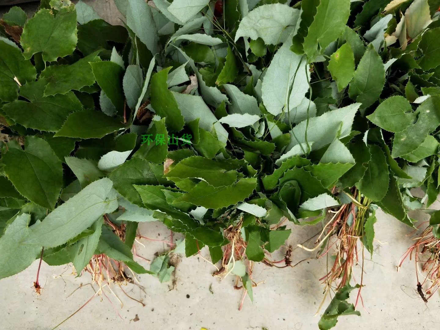 山中采摘鸡爪莲100g克 鸡爪黄莲茎叶 晒干的产品