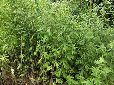 艾叶200克湖北中药材三年陈艾