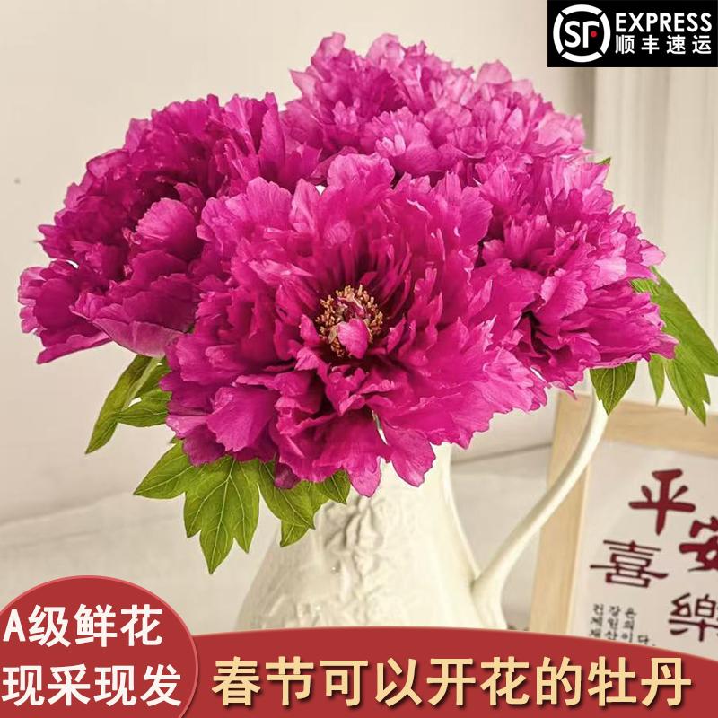 反季节牡丹鲜花重瓣菏泽春节年宵牡丹/芍药