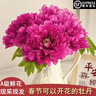 反季节牡丹鲜花重瓣菏泽春节年宵花情人节鲜切花花束家庭水养插花