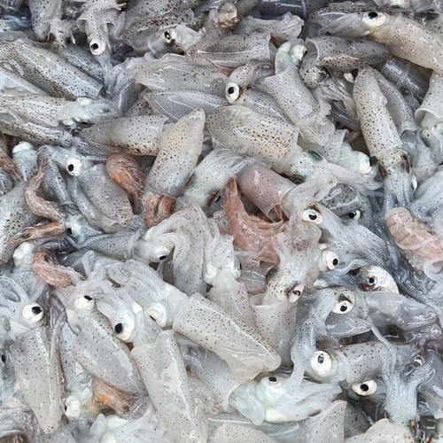 笔管迷你小鱿鱼速冻鲜海捕野生