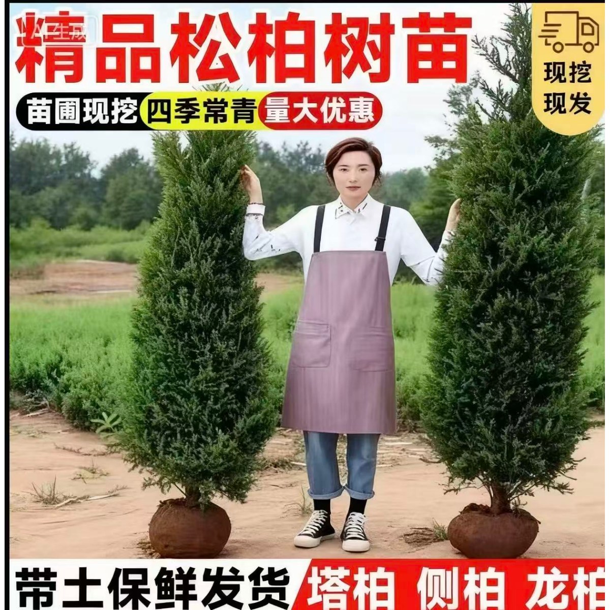 塔柏树苗松树苗侧柏树苗宝塔松柏桌面绿植