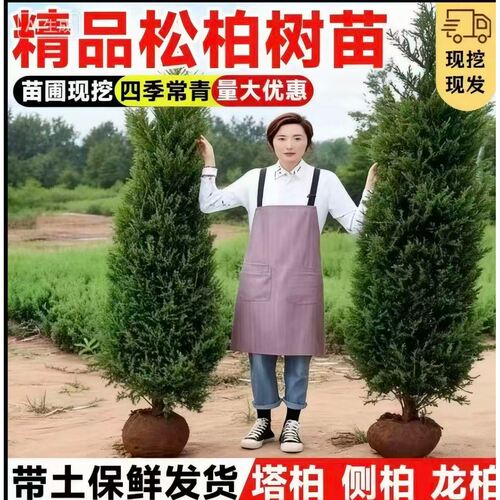 塔柏树苗松树苗侧柏树苗宝塔松柏树苗松柏树苗侧柏树苗四季常青树
