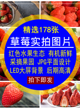 草莓实拍图片素材水果红色生态有机新鲜采摘园LED大屏背景无水印