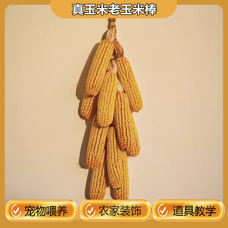 带皮玉米农家装饰造景