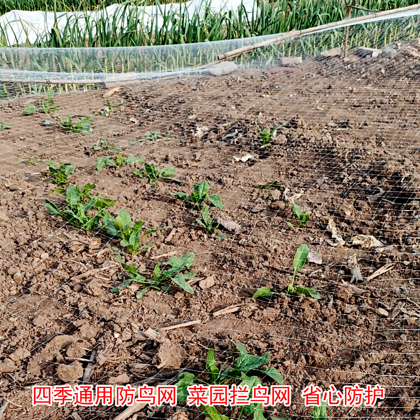 尼龙加粗防鸟网不易勾丝果园用