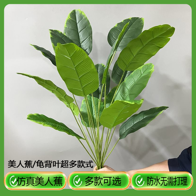 天猫优选：旅人蕉过胶丝印18头