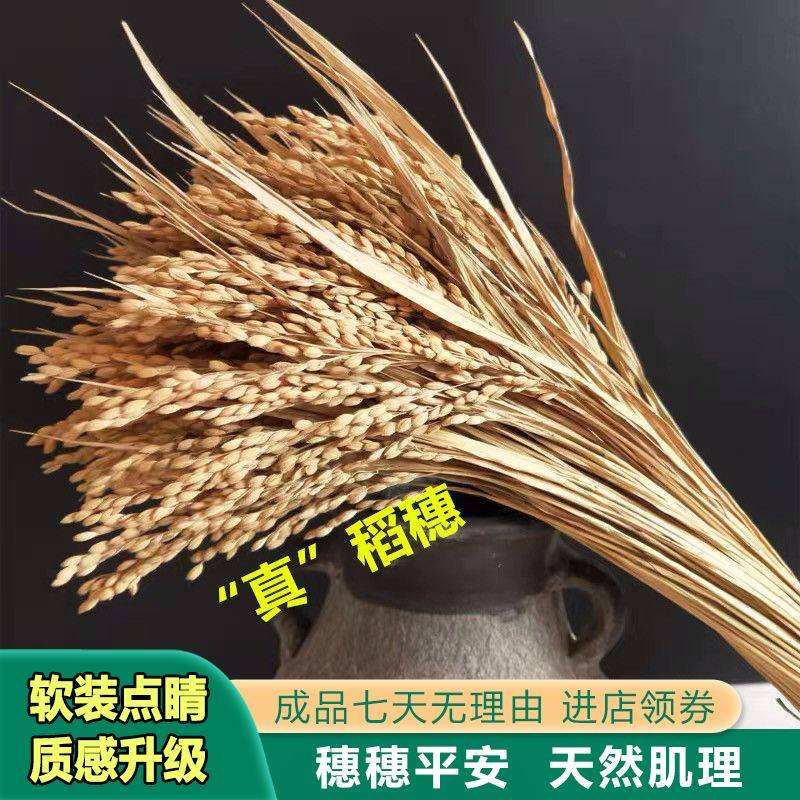 稻穗装饰 天然真稻子稻谷干花 麦穗农作物布景丰收节拍摄影道具