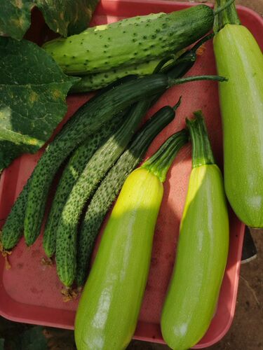 茄果类蔬菜5斤发全国拼箱旱黄瓜水黄瓜大葱豆角尖椒甜椒茄子豆角