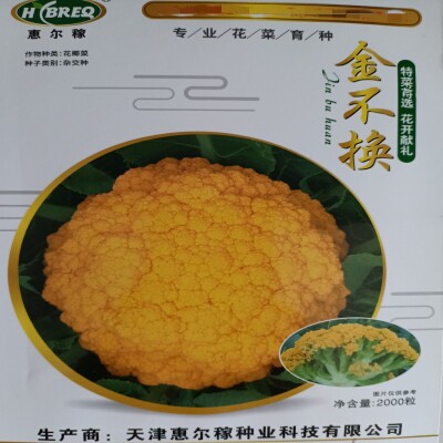 惠尔稼黄色花椰菜种子金色松花春秋稀有特色金黄色花菜种子金不换